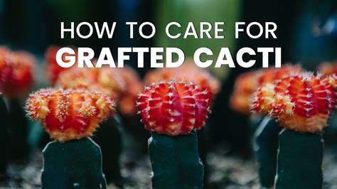 How To Care For Grafted Cacti Cactus Grafting Guide Youtube