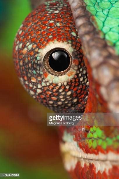 Chameleon Eye Close Up Photos And Premium High Res Pictures Getty Images