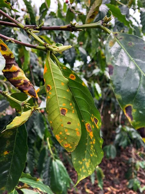 Devastating Coffee Plant Disease Threatens Hawaiis Famed Kona Region