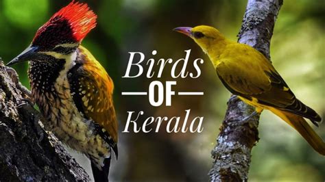 Birds Of Kerala കേരളത്തിലെ പക്ഷികളില്‍ ചിലത്kerala Birds Part 1