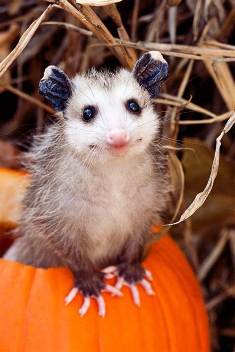 ♥ ♥ Possum In A Pumpkin Cuteness Animals And Pets Baby Animals