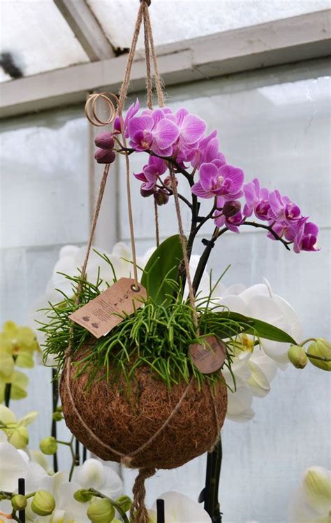 Kokedama Orchid Anyone Hanging Orchid Orchids Orchid Care