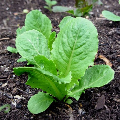 Romaine Lettuce Facts Health Benefits And Nutritional Value