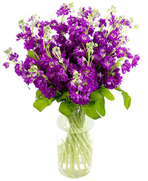 We do sustainable flower delivery in brisbane. purple Stocks | Flower delivery, Flower arrangements, Flowers