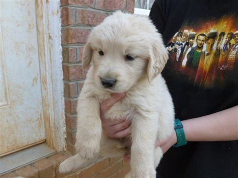 Over the years we have participated in akc, ukc, iabca, and nca shows in conformation, field and obedience training, and dock diving with our goldens. Golden Retriever puppies AKC registered for Sale in Denton ...