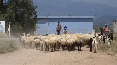 Sheeps And Goats With Shepherds In Turkey Youtube