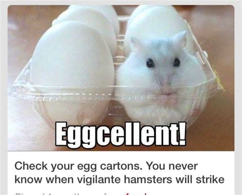 Pin By Heather Ausbrooks On Animals We Love Funny Hamsters Funny