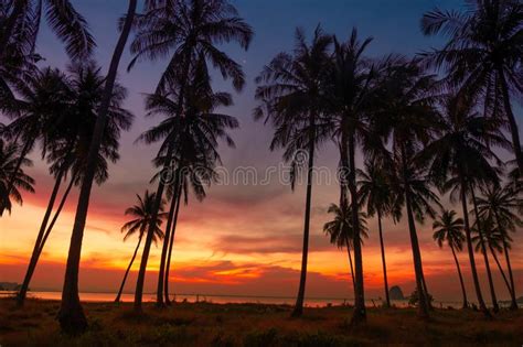 Coconut Trees Near Seashore In Dawn Stock Image Image Of Morning