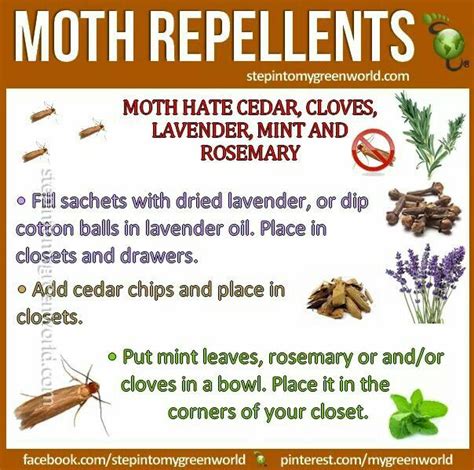 Moth Repellent Moth Repellent Getting Rid Of Moths Moth Repellant