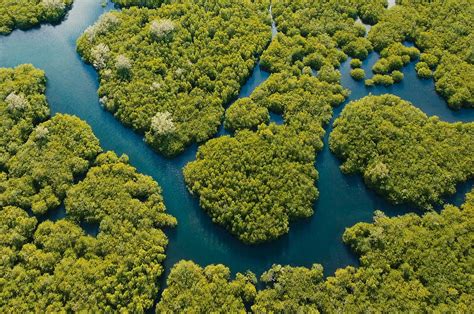 Forests By The Sea Mangroves And Why They Are Threatened Kontinentalist