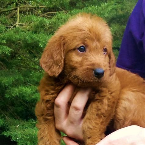 Why buy a goldendoodle puppy for sale if you can adopt and save a life? Labradoodle Puppies For Sale | New Castle, PA #212305