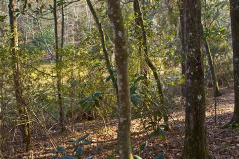 Lake Talquin Ravine Trail Short Steep Trail 20 Miles Florida