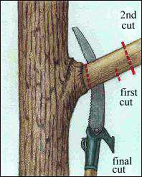 List 95 Pictures How To Cut A Limb Off A Tree Updated