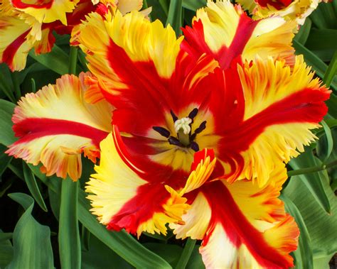 Tulip Flaming Parrot Bulbs — Buy Online At Farmer Gracy Uk