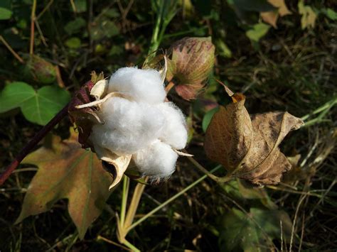 30 Spectacular Benefits Of Cotton In 2020 Cotton Plant Seeds