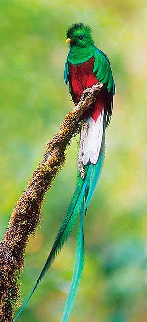 La Guatemala El Quetzal Ave Nacional De Guatemala