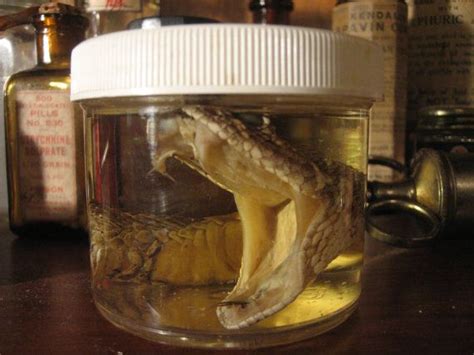 Reserved Preserved Rattle Snake Head Specimen Open Mouth Etsy