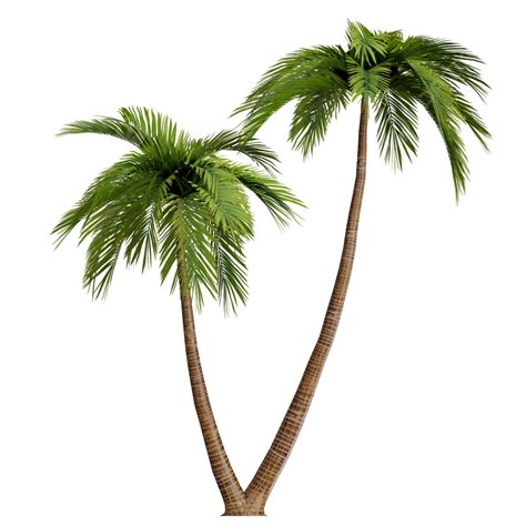 Palms Tree Hd Transparent Palm Tree Png Tree Png Beach Tree Png
