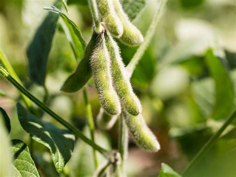 About Soybean Plants Tips On How To Grow Soybeans In Gardens