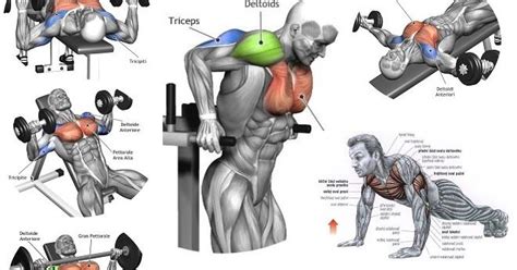 How skeletal muscles are named? The 5 Best Chest Building Exercises for Beginning ...
