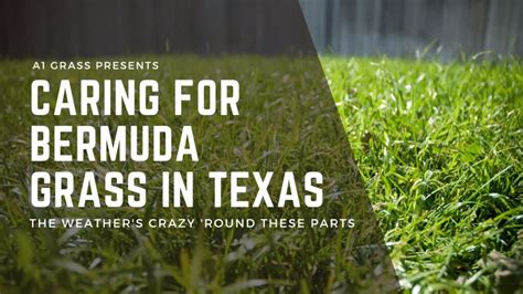 2023 Super Guide For Caring For Bermuda Grass In Texas
