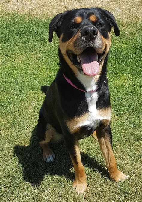Milly ~ 25 Year Old Female Rottweiler X Alaskan Malamute ~ Adopted 3
