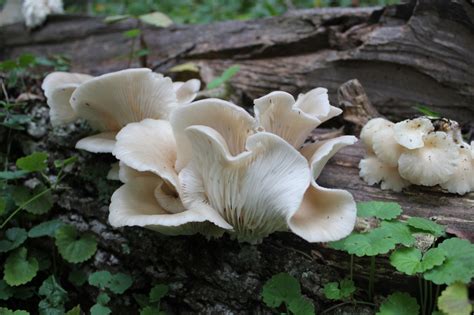 Oyster Mushrooms Virginia Wildflowers