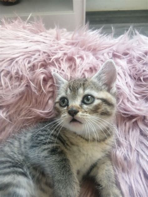 Beautiful Tabby Kittens For Sale In Newport Gumtree