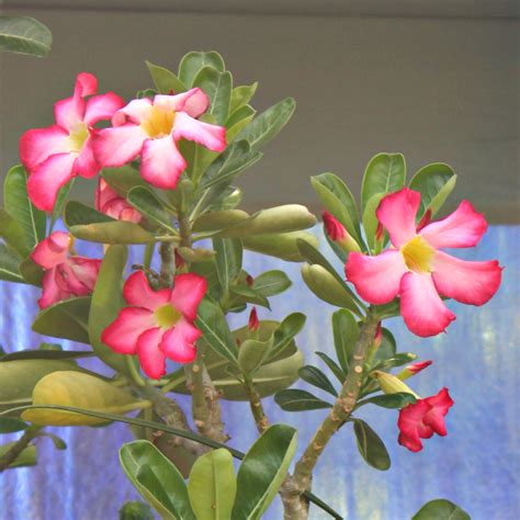 It requires a combination of trees. Adenium obesum - Desert Rose - Mid Valley Trees