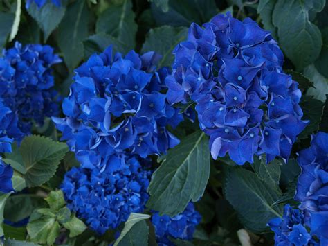 Blue Hydrangeas Blue Hydrangea Hydrangea Flowers