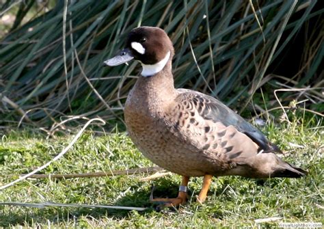 Identify Types Of Dabbling Ducks Wildfowl Photography Photos Of