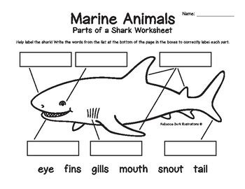 marine animals structure labeling worksheets  rebecca burk