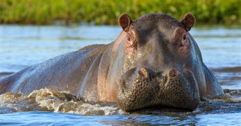 What Was The Largest Prehistoric Hippopotamus Siberinternet