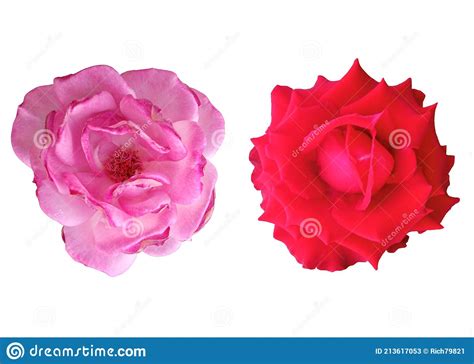 Pattern Pink And Red Roses Blooming Isolated On White Background Stock