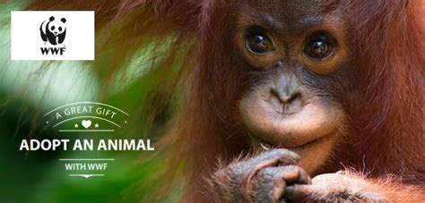 Mary was rescued by the cop borneo team in february 2019 in longgie, berau, east kalimantan. Adopt an Orangutan | WWF Animal Adoptions from £3.00 a month