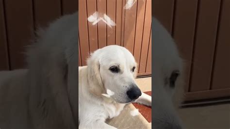 Golden Retriever Happiness Is A Butterfly Youtube