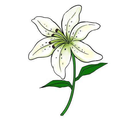 Lily Flower Drawing Easy Step By Step Seijimonogatari