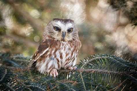 30 Beautiful Owls Palomar Audubon Society