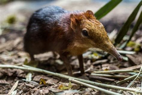 Los 30 animales más raros del mundo FOTOS y EJEMPLOS