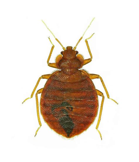 What foods can you freeze to keep weevils away? How To Get Rid Of Weevils In My Bedroom [4 Crucial Steps ...