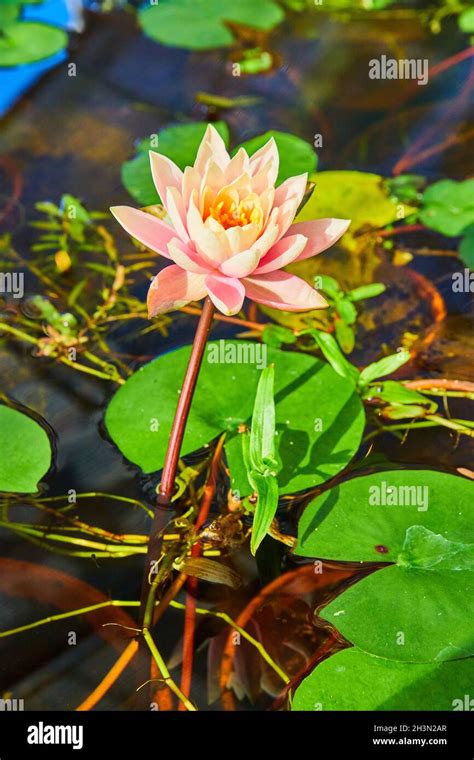Gorgeous Pink Lily Pad Flower In Water Stock Photo Alamy