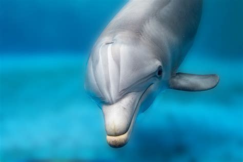 Dolphin Smiling Eye Close Up Portrait Tursiop Dolphin Port Flickr