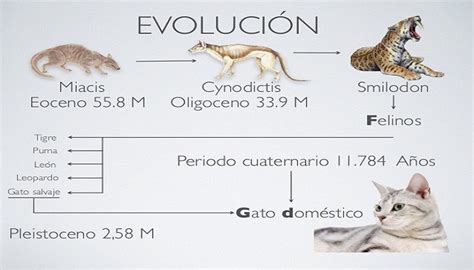 ¿como Evoluciono El Gato