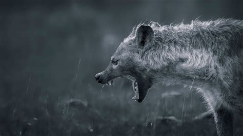 Hyena Hd Wallpaper Background Image 2048x1152 Id