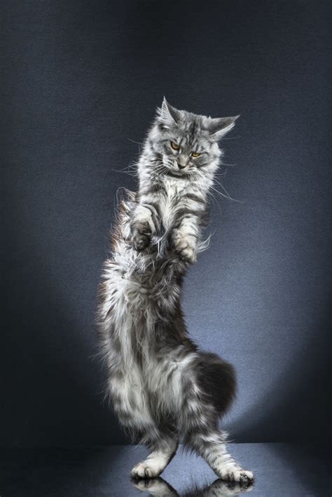 Here Are 35 Standing Cats That I Decided To Photograph After Watching