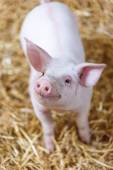 Smiling Pig Free Stock Photo Public Domain Pictures