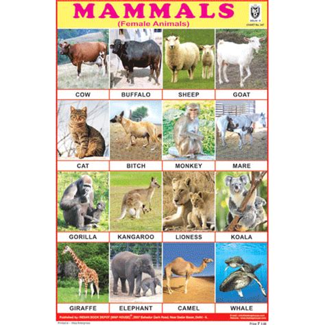 Buy Mammals Picture Chart Paper At Aamantran Stores Jaipur