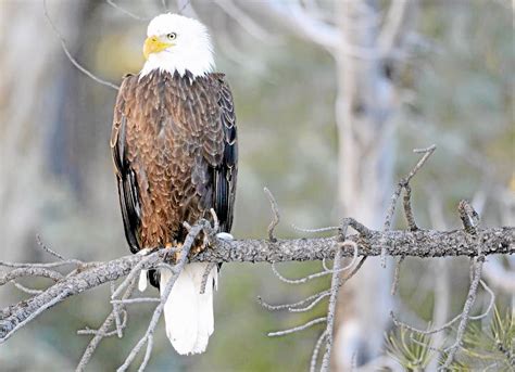 11 Bald Eagles Spotted During First Count Of The Season In San