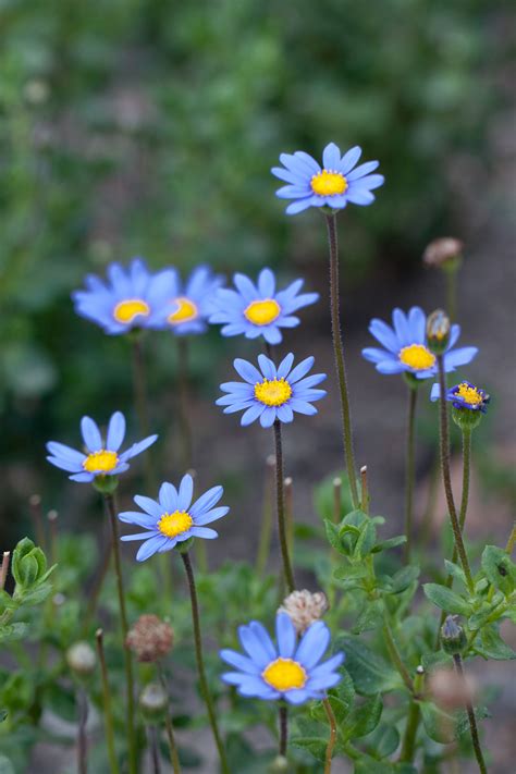 Fileflower Blue Daisy Flickr Nekonomania