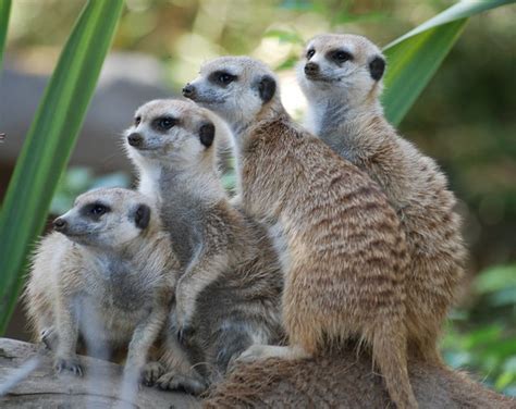 San Diego Zoo Meerkat Flickr Photo Sharing